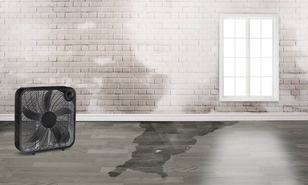 Best Carpet water damage restoration  in Jarales, NM